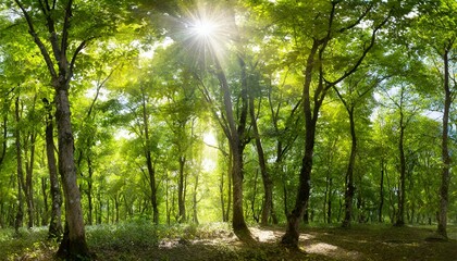 Fototapeta na wymiar panorama of a green forest of deciduous trees with the sun casting its rays of light through the foliage