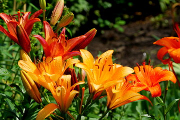 orange lily in the garden