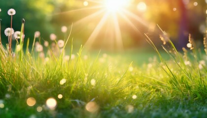 natural grass background with blurred bokeh and sun