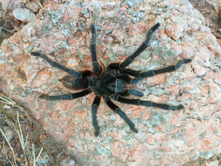 A large black spider hunts while sitting on a stone