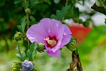 Hibiscus