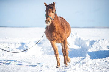 Chestnut canadian horse running outside in snow during winter season in quebec canada