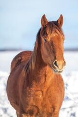 Chestnut canadian horse outside in winter in quebec canada