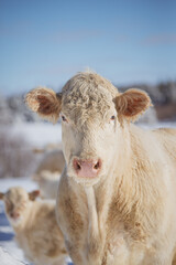 Close up on a charolais cow outside in winter season in quebec canada
