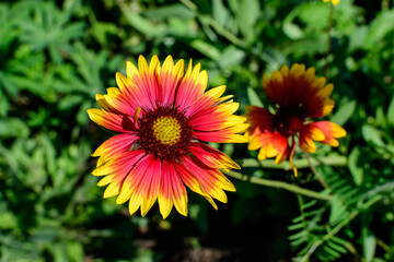 One vivid yellow and red Gaillardia flower, common known as blanket flower,  and blurred green leaves in soft focus, in a garden in a sunny summer day, beautiful outdoor floral background.