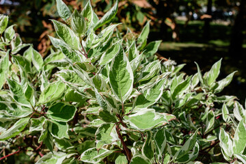 Fototapeta na wymiar White and green delicate leaves of Cornus alba shrub, known as red barked, white or Siberian dogwood, and green leaves in a garden in a sunny spring day beautiful outdoor floral background.