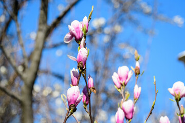 Close up of many delicate white pink magnolia flowers in full bloom on a branch in a garden in a sunny spring day, beautiful outdoor floral background