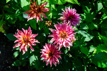 Close up of many beautiful small vivid pink and red dahlia flowers in full bloom on blurred green background, photographed with soft focus in a garden in a sunny summer day.