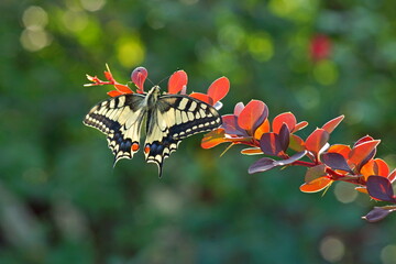 Papilio machaon