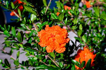 Close up of one beautiful small vivid orange red pomegranate flower in full bloom on blurred green background, photographed with soft focus in a garden in a sunny summer day.