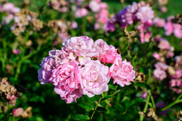 Large green bush with fresh vivid pink roses, smaller blooms and green leaves in a garden in a sunny summer day, beautiful outdoor floral background photographed with soft focus.