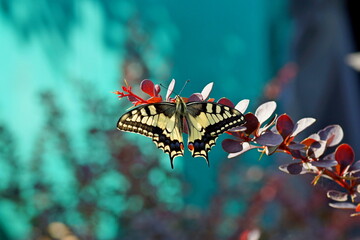butterfly