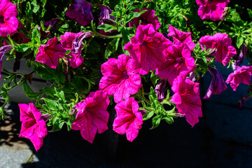 Large group of vivid pink Petunia axillaris flowers and green leaves in a garden pot in a sunny summer day.