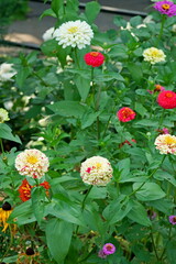 flowers in the garden