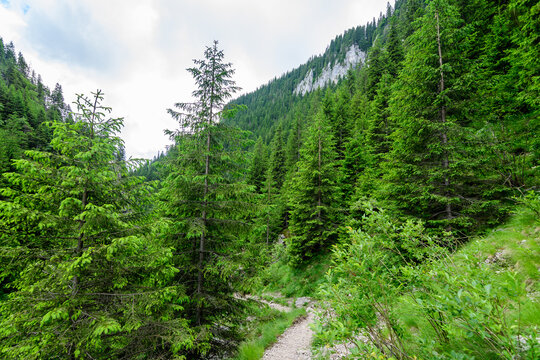 Scenic view from Zanoagei Gorges (Cheile Zanoagei)  in the natural park from Bucegi Mountains (Muntii Bucegi) in Romania in a sunny summer day with white clouds.