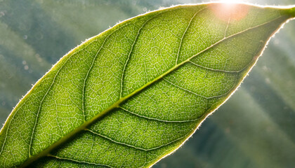 Microcosmic Wonder - Close-Up of a Green Leaf in Minute Detail