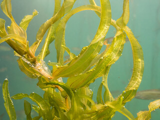 Potamogeton praelongus aquatic plant
