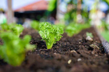 Vegetables in the plot. Green mustard growing in the garden. Fresh salad vegetables grown on an organic farm. Hydroponic vegetable farm.