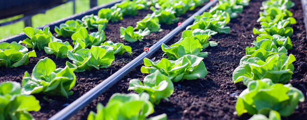 Vegetables in the plot. Mustard greens growing in the garden on an organic farm. Hydroponic vegetable farm grown in soil plots. Drip irrigation system. - obrazy, fototapety, plakaty