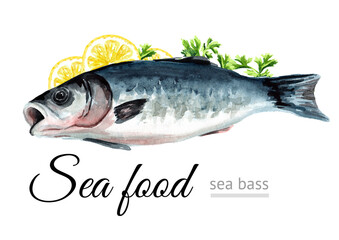 Fresh fish Sea bass, seafood. Hand drawn watercolor illustration, isolated on white background