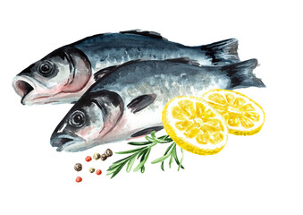 Fresh fish sea bass. Hand drawn watercolor illustration,  isolated on white background