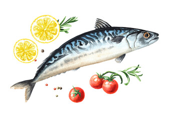 Fresh Mackerel. Hand drawn watercolor illustration, isolated on white background