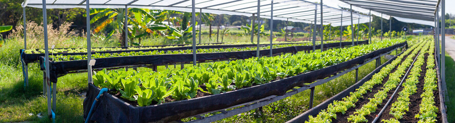 Vegetables in the plot. Mustard greens growing in the garden on an organic farm. Hydroponic...