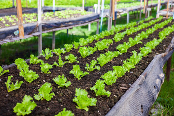 Fototapeta na wymiar Vegetables in the plot. Mustard greens growing in the garden on an organic farm. Hydroponic vegetable farm grown in soil plots. Drip irrigation system.