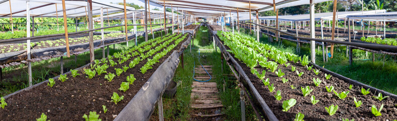 Vegetables in the plot. Mustard greens growing in the garden on an organic farm. Hydroponic vegetable farm grown in soil plots. Drip irrigation system.