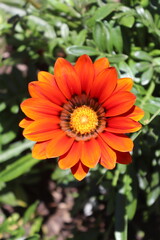 Margarita anaranjada