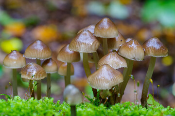 mushrooms in a wet forest
