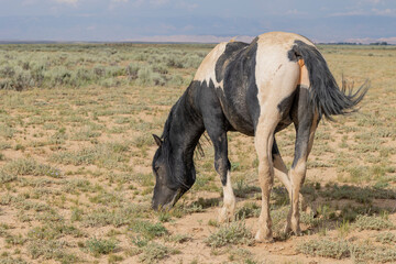 Obraz na płótnie Canvas Wild Horse in Summer in the Wyoming Dessert