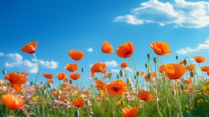 Fototapeta premium A vibrant field of wild poppies against the backdrop of a clear blue sky