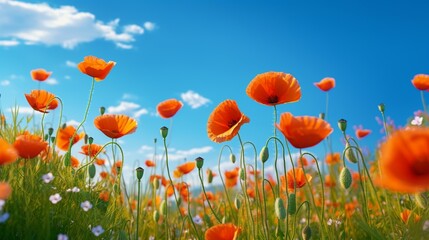 A vibrant field of wild poppies against the backdrop of a clear blue sky