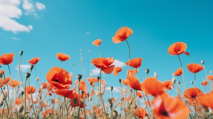 Obraz premium A vibrant field of wild poppies against the backdrop of a clear blue sky