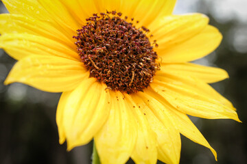 sunflower close up 