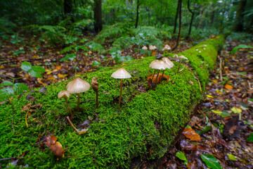 mushrooms in a wet forest