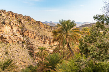 Fototapeta na wymiar Palm trees oasis at Misfah al Abriyyin or Misfat Al Abriyeen village located in the north of the Sultanate of Oman.