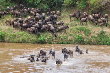Wildebeest crossing the Mara river in Serengeti national park, Tanzania. Great migration