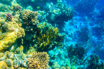 Fototapeta na wymiar Coral reef in the Red sea in Ras Mohammed national park. Sinai peninsula in Egypt