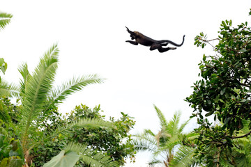 Ugandan Red Colobus (Procolobus tephrosceles) in the Air, in Middle of a Big Leap between two...