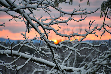 Pink sky clouds sunrise through the snow covered branches of a tree in winter