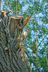 Woodpecker