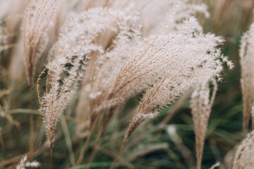 Abstract natural background of soft plants Cortaderia selloana. Pampas grass on a blurry bokeh, Dry reeds boho style. Fluffy stems of tall grass in winter