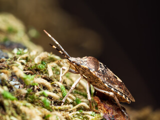 Rhaphigaster nebulosa