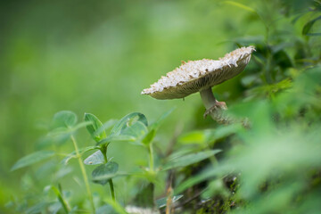 A mushroom growing in forest