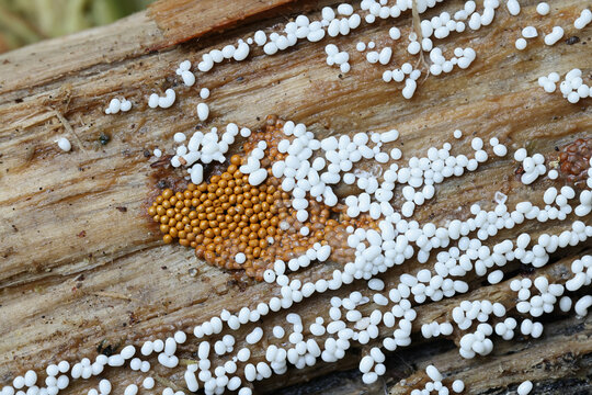 Trichia varia (white) and Trichia scabra (ochre), two slime mold species growing on wood, no common English names