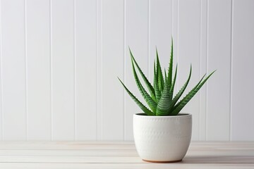 Aloe vera in pot on wooden background