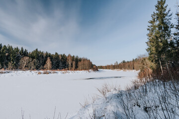 Tranquil Winter Landscape with Coniferous Trees and Snow-Covered Ground