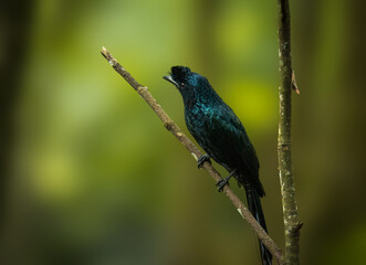 The greater racket-tailed drongo (Dicrurus paradiseus) is a medium-sized Asian bird